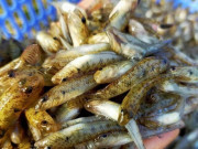 Sức khỏe - Đặc sản mỗi năm chỉ có một mùa, xưa giá rẻ như cho nay được ưa chuộng giá 200.000 đồng/kg, giàu protein và canxi