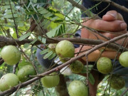 Sức khỏe - Quả mọc dại không ai ngó ngàng ở Việt nam được coi là "thần dược" tại nước ngoài, giàu vitamin C gấp 20 lần cam, tốt cho sức khỏe