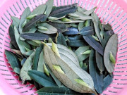 Tiêu dùng - Đặc sản nghe tên nhiều người khóc thét, xưa không ai dám ăn nay thành món ngon trong nhà hàng được ưa chuộng, 200.000 đồng/kg