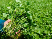 Tin tức - Nghề lạ ở Việt Nam: Cây dại mọc bờ rào mang về trồng chỉ 2 tháng là thu hoạch, dân hái bán quanh năm, thành đặc sản nổi tiếng