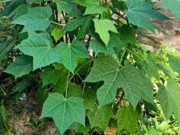 Tiêu dùng - Cây mọc hàng rào xưa không ai ăn, nay thành đặc sản có hương vị lạ được người thành phố ưa chuộng, 80.000 đồng/kg