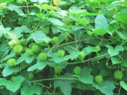 Tiêu dùng - Cây dại leo bờ rào xưa dành cho "người nghèo", nay thành đặc sản người thành phố ưa chuộng vì hương vị lạ, 50.000 đồng/kg