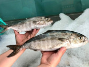 Tiêu dùng - Đặc sản nghe tên "ngượng đỏ mặt", xưa không ai biết đến nay thành món ngon trong nhà hàng được ưa chuộng, 450.000 đồng/kg