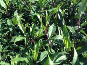 Tiêu dùng - Cây dại mọc bờ rào xưa không ai ngó ngàng, nay thành đặc sản người thành phố ưa chuộng vì hương vị lạ, 80.000 đồng/kg