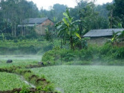 Tin tức - Nghề lạ ở Việt Nam: Cây rau dại mọc ở bờ mương, dân đem về trồng 15 ngày thu hoạch một lần, thành đặc sản nổi tiếng