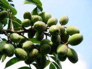 Sức khỏe - Món xưa nhà nghèo ăn đến chán ngán, nay thành đặc sản được người thành phố ưa chuộng vì có hương vị lạ, tốt cho sức khỏe