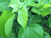 Tiêu dùng - Cây dại mọc bờ rào xưa dành cho "người nghèo", nay thành đặc sản có hương vị lạ được người thành phố ưa chuộng, 65.000 đồng/kg