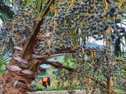 Sức khỏe - Món xưa nhà nghèo ăn đến chán ngán, nay thành đặc sản được người thành phố ưa chuộng giá 150.000 đồng/kg, tốt cho sức khỏe