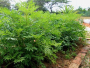 Tiêu dùng - Cây dại mọc bờ rào xưa không ai biết đến, nay thành đặc sản trong nhà hàng được người thành phố săn lùng, 50.000 đồng/kg