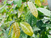 Tin tức - Nghề lạ ở Việt Nam: Cây dại mọc bờ rào mang về trồng một lần hái đọt non bán quanh năm, chỉ vài tháng là thu hoạch, thành đặc sản nổi tiếng