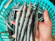 Sức khỏe - Đặc sản mỗi năm chỉ có một mùa, xưa giá rẻ như cho nay phơi khô bán 300.000 đồng/kg, giàu omega-3 tốt cho sức khỏe