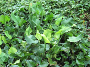 Tin tức - Nghề lạ ở Việt Nam: Cây rau dại mọc ở bờ mương, dân đem về trồng 45 ngày là thu hoạch, thành đặc sản "hái ra tiền"