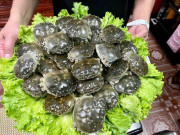 Tiêu dùng - Đặc sản độc nhất vô nhị ở Bắc Ninh, ngon hơn ghẹ khó mua hơn cua biển, nay dân thành phố ưa chuộng giá 600.000 đồng/kg