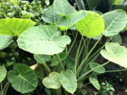 Tin tức - Nghề lạ ở Việt Nam: Cây rau dại mọc ở bờ mương dân đem về trồng "hái ra tiền", chỉ 3 tháng là thu hoạch, thành đặc sản nổi tiếng