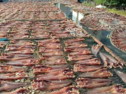 Tiêu dùng - Đặc sản độc nhất vô nhị ở Cà Mau, xưa dành cho "người nghèo" nay phơi khô bán 500.000 đồng/kg, dân thành phố ưa chuộng