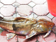 Tiêu dùng - Loài cá xưa dùng tiến Vua nay thành đặc sản, giá chục triệu đồng được người giàu "săn lùng", có tiền cũng không mua được