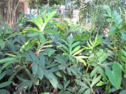 Tiêu dùng - Cây dại mọc bờ rào xưa không ai ngó ngàng, nay thành đặc sản ở thành phố vì hương vị đặc biệt, 85.000 đồng/kg