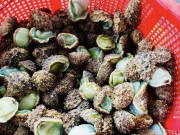 Tiêu dùng - Đặc sản độc nhất vô nhị ở Thanh Hóa nghe tên dữ dằn, nay thành món ăn ngon được người thành phố ưa chuộng, 160.000 đồng/kg