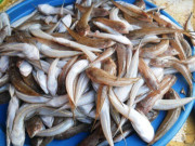 Tiêu dùng - Đặc sản xưa dành cho "người nghèo", nay phơi khô bán 600.000 đồng/kg, người thành phố ưa chuộng vì hương vị lạ