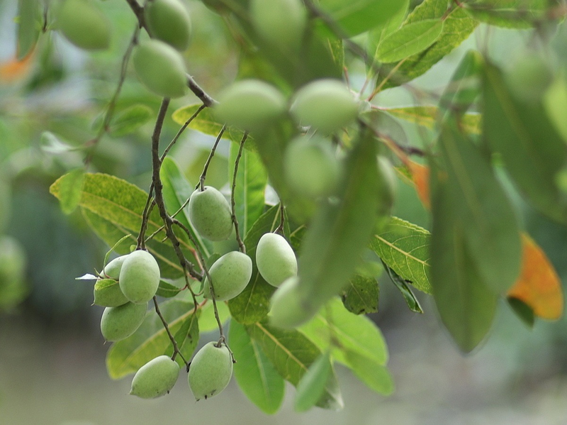 Món xưa nhà nghèo ăn đến chán ngán, nay thành đặc sản được người thành phố ưa chuộng vì có hương vị lạ, tốt cho sức khỏe - 4