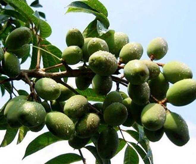 Món xưa nhà nghèo ăn đến chán ngán, nay thành đặc sản được người thành phố ưa chuộng vì có hương vị lạ, tốt cho sức khỏe - 1