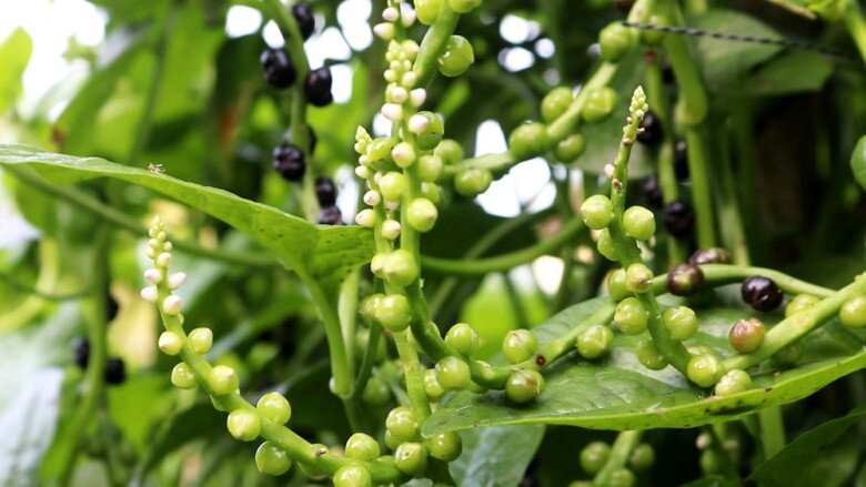 Nghề lạ ở Việt Nam: Cây dại leo bờ rào, dân đem về trồng 3 tháng thu hoạch, hái lá bán quanh năm amp;#34;hốt bạcamp;#34; thành đặc sản - 3