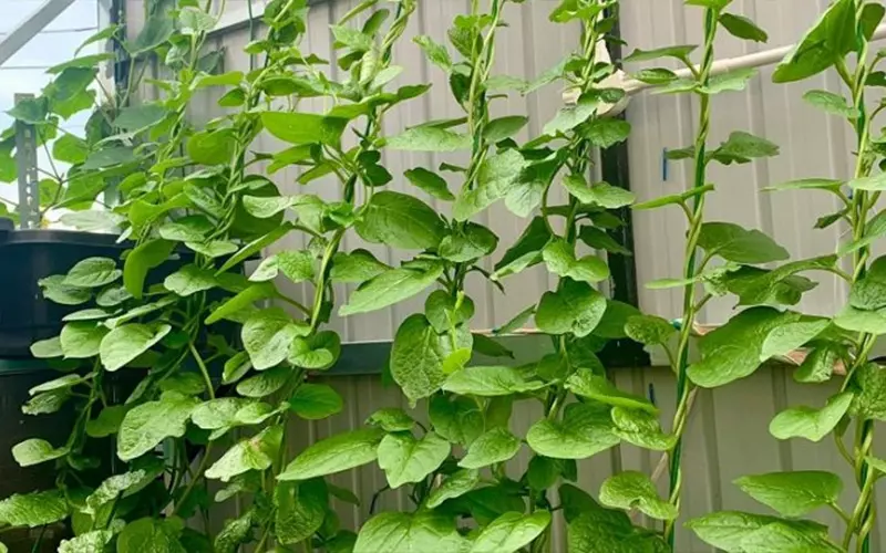 Nghề lạ ở Việt Nam: Cây dại leo bờ rào, dân đem về trồng 3 tháng thu hoạch, hái lá bán quanh năm amp;#34;hốt bạcamp;#34; thành đặc sản - 2