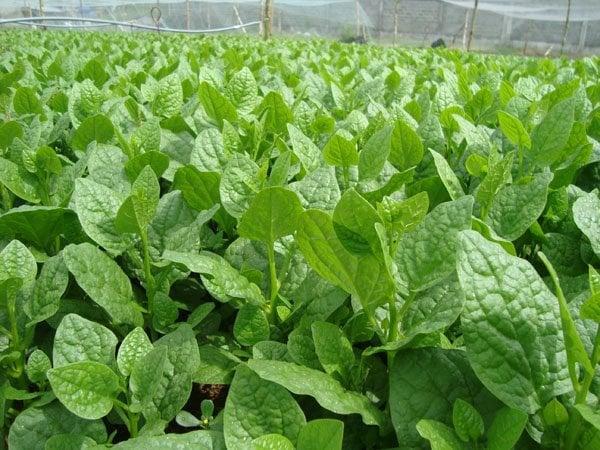 Nghề lạ ở Việt Nam: Cây dại leo bờ rào, dân đem về trồng 3 tháng thu hoạch, hái lá bán quanh năm amp;#34;hốt bạcamp;#34; thành đặc sản - 4