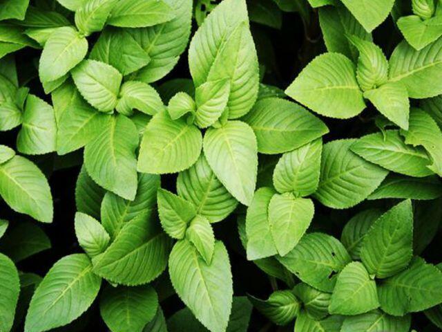 Nghề lạ ở Việt Nam: Cây mọc bờ rào mang về trồng 2 tháng là thu hoạch, thành đặc sản nổi tiếng, dân hái bán quanh năm  - 3