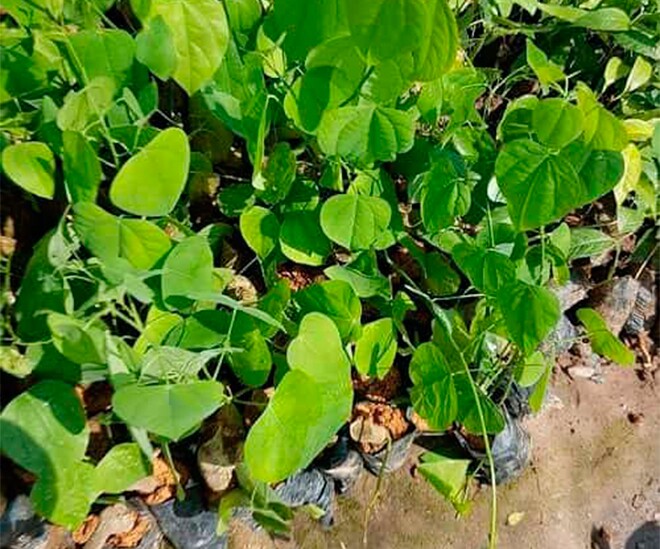Nghề lạ ở Việt Nam: Cây mọc dại bờ rào mang về trồng 3 tháng là thu hoạch, dân hái ngọn bán quanh năm, thành đặc sản nổi tiếng - 1