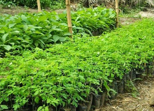 Nghề lạ ở Việt Nam: Cây mọc dại bờ rào mang về trồng 3 tháng là thu hoạch, dân hái ngọn bán quanh năm, thành đặc sản nổi tiếng - 2