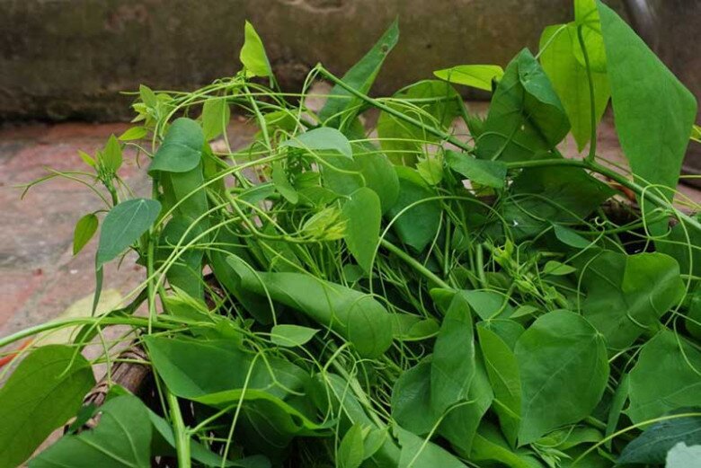 Nghề lạ ở Việt Nam: Cây mọc dại bờ rào mang về trồng 3 tháng là thu hoạch, dân hái ngọn bán quanh năm, thành đặc sản nổi tiếng - 3