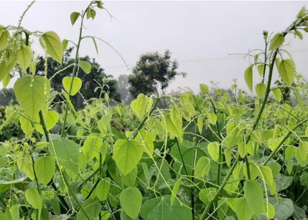 Nghề lạ ở Việt Nam: Cây mọc dại bờ rào mang về trồng 3 tháng là thu hoạch, dân hái ngọn bán quanh năm, thành đặc sản nổi tiếng - 4