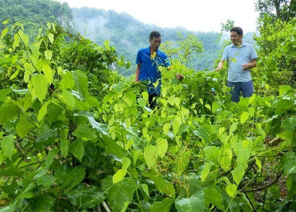 Nghề lạ ở Việt Nam: Cây mọc dại bờ rào mang về trồng 3 tháng là thu hoạch, dân hái ngọn bán quanh năm, thành đặc sản nổi tiếng - 5