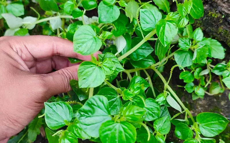 Nghề lạ ở Việt Nam: Cây mọc hàng rào mang về trồng 45 ngày là thu hoạch, thành đặc sản nổi tiếng, dân hái bán quanh năm - 4