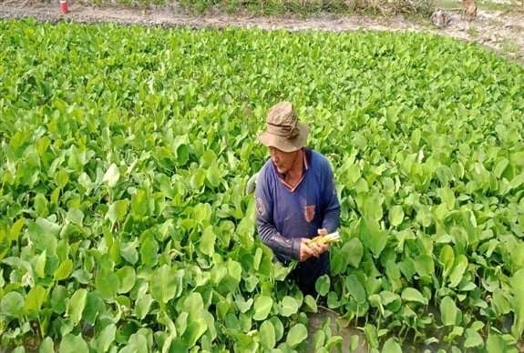 Nghề lạ ở Việt Nam: Cây rau dại mọc ở bờ mương, dân đem về trồng 45 ngày là thu hoạch, thành đặc sản amp;#34;hái ra tiềnamp;#34; - 3