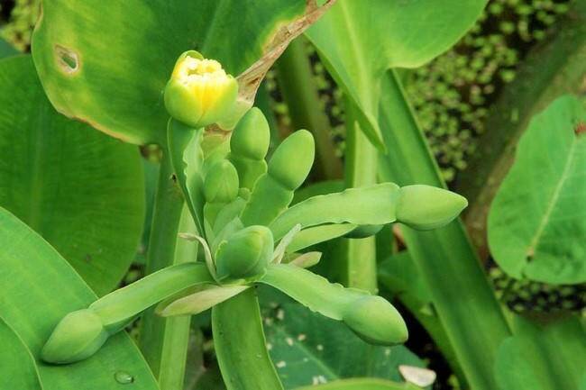 Nghề lạ ở Việt Nam: Cây rau dại mọc ở bờ mương, dân đem về trồng 45 ngày là thu hoạch, thành đặc sản amp;#34;hái ra tiềnamp;#34; - 2
