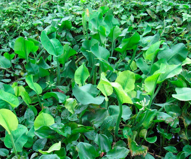 Nghề lạ ở Việt Nam: Cây rau dại mọc ở bờ mương, dân đem về trồng 45 ngày là thu hoạch, thành đặc sản amp;#34;hái ra tiềnamp;#34; - 1