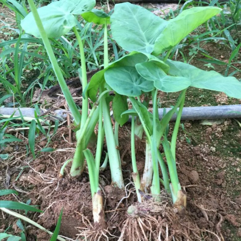 Nghề lạ ở Việt Nam: Cây rau dại mọc ở bờ mương dân đem về trồng amp;#34;hái ra tiềnamp;#34;, chỉ 3 tháng là thu hoạch, thành đặc sản nổi tiếng - 2