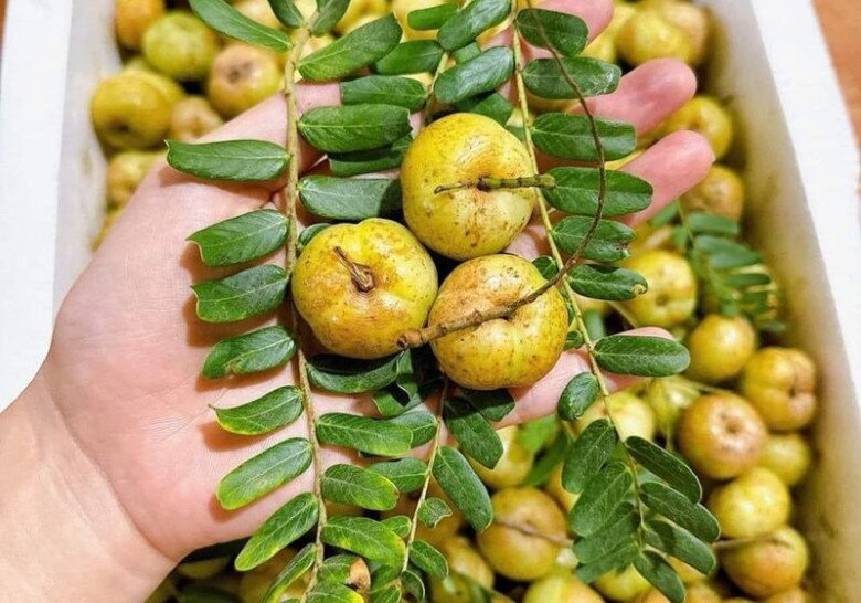 Quả mọc dại không ai ngó ngàng ở Việt nam được coi là amp;#34;thần dượcamp;#34; tại nước ngoài, giàu vitamin C gấp 20 lần cam, tốt cho sức khỏe - 2