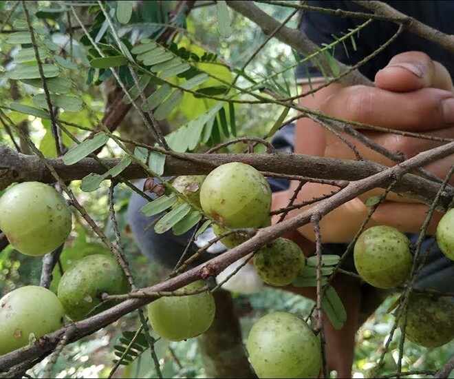 Quả mọc dại không ai ngó ngàng ở Việt nam được coi là amp;#34;thần dượcamp;#34; tại nước ngoài, giàu vitamin C gấp 20 lần cam, tốt cho sức khỏe - 1