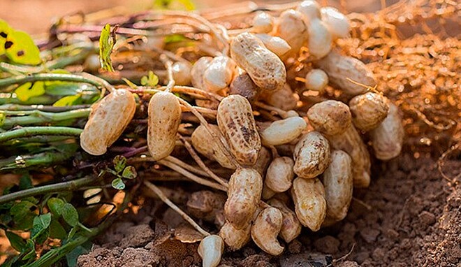 Thứ này rẻ tiền được ví như amp;#34;hạt trường sinhamp;#34; nhưng bị xem thường, giàu omega-3 hơn cá hồi, bà bầu nên ăn thường xuyên - 3