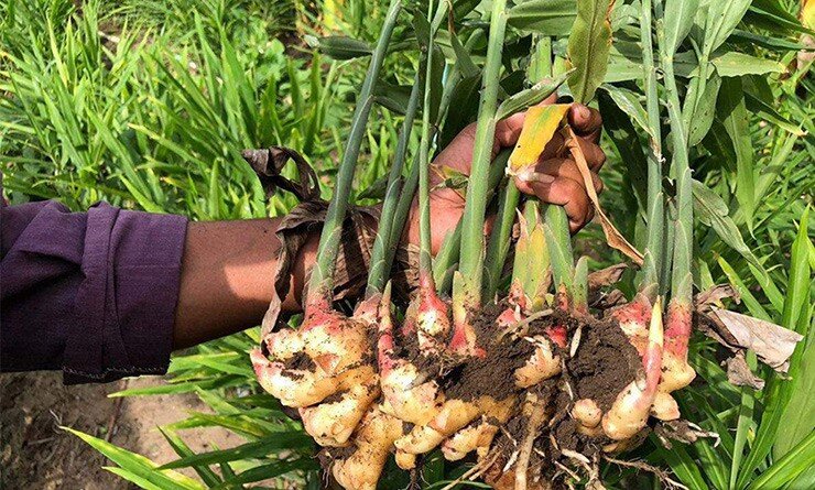 Nõn riềng có nhiều vào mùa xuân và mùa hè