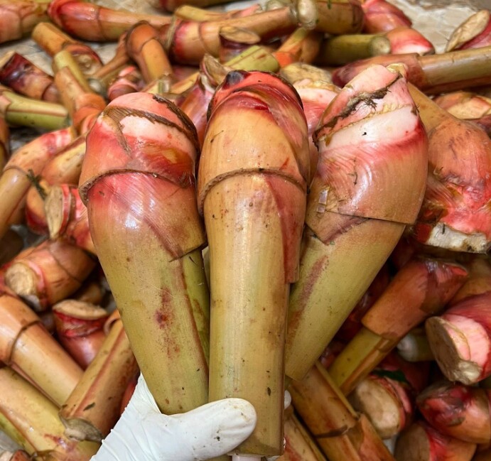 Mầm thảo quả được sử dụn để làm thành nhiều món ăn đặc trưng của người dân vùng cao
