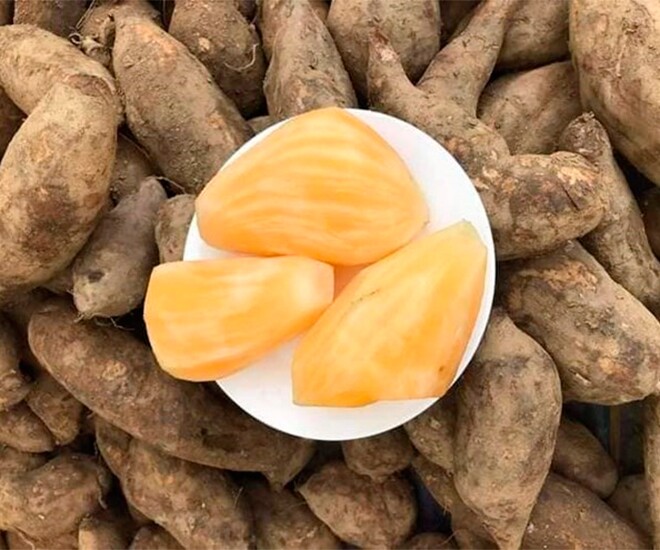 Thứ xưa dành cho amp;#34;nhà nghèoamp;#34;, nay thành đặc sản nổi tiếng được ví như thuốc bổ tự nhiên, công dụng tuyệt vời - 1