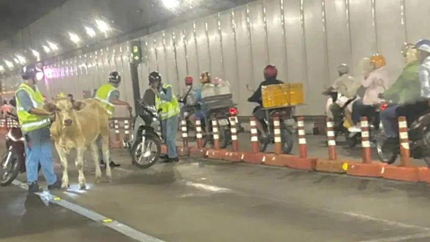 Lực lượng quản lý hầm Thủ Thiêm đã dẫn dắt con bò đi lạc ra ngoài khỏi khu vực hầm. Ảnh: XH