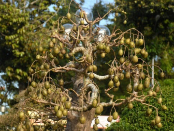 Cây ăn quả mọc dại lên chậu thành bonsai khủng, khách trả 500 triệu chủ nhân cũng không bán, vừa đẹp vừa mang lại phước lộc