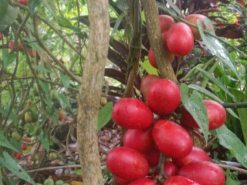 Loại quả mọc dại xưa chín rụng không ai biết đến, nay thành đặc sản mùa hè dân hái về bán 250.000 đồng/kg, người thành phố ưa chuộng