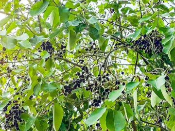 Loại quả mọc dại xưa chín rụng không ai ngó ngàng, nay thành đặc sản mùa hè giá 100.000 đồng/kg, dân thành phố ưa chuộng