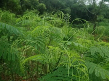 Cây dại nghe tên đã thấy bốc mùi hôi thối, nay thành đặc sản ngon nổi tiếng trong nhà hàng được ưa chuộng, 90.000 đồng/kg